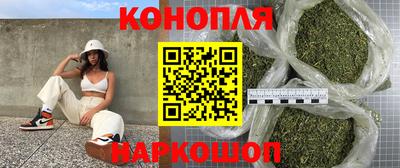 сатива Гай